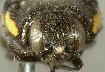 Media type: image;   Entomology 24429 Aspect: head frontal view